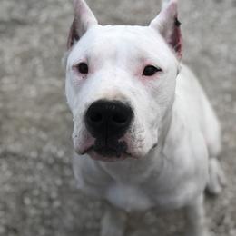 Dogo Argentino and Greyhound Puppies from Wayward Dogos and Hounds
