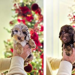 Jingle and Dasher - Phantom male Bernedoodle puppy in Russell Springs, Kentucky from 270 Doodles