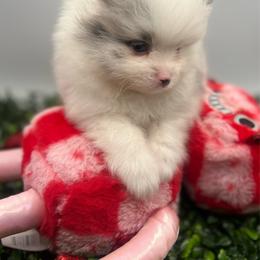 Poppie - Blue merle female Pomeranian puppy in Brentwood, California from Royalpawpoms