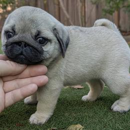 Pug puppies from Shanghai Pugs