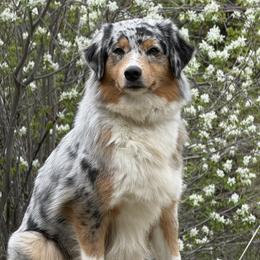 Charlie - Australian Shepherd