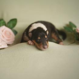 Empress - Black white and tan female Collie puppy in Blacksburg, Virginia from Blackberry Hills Cattle dogs and Collies