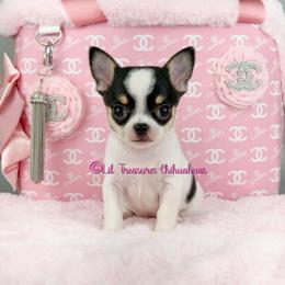 Spider - Black and white male Chihuahua puppy in Anderson, South Carolina from Lil Treasures Chihuahuas