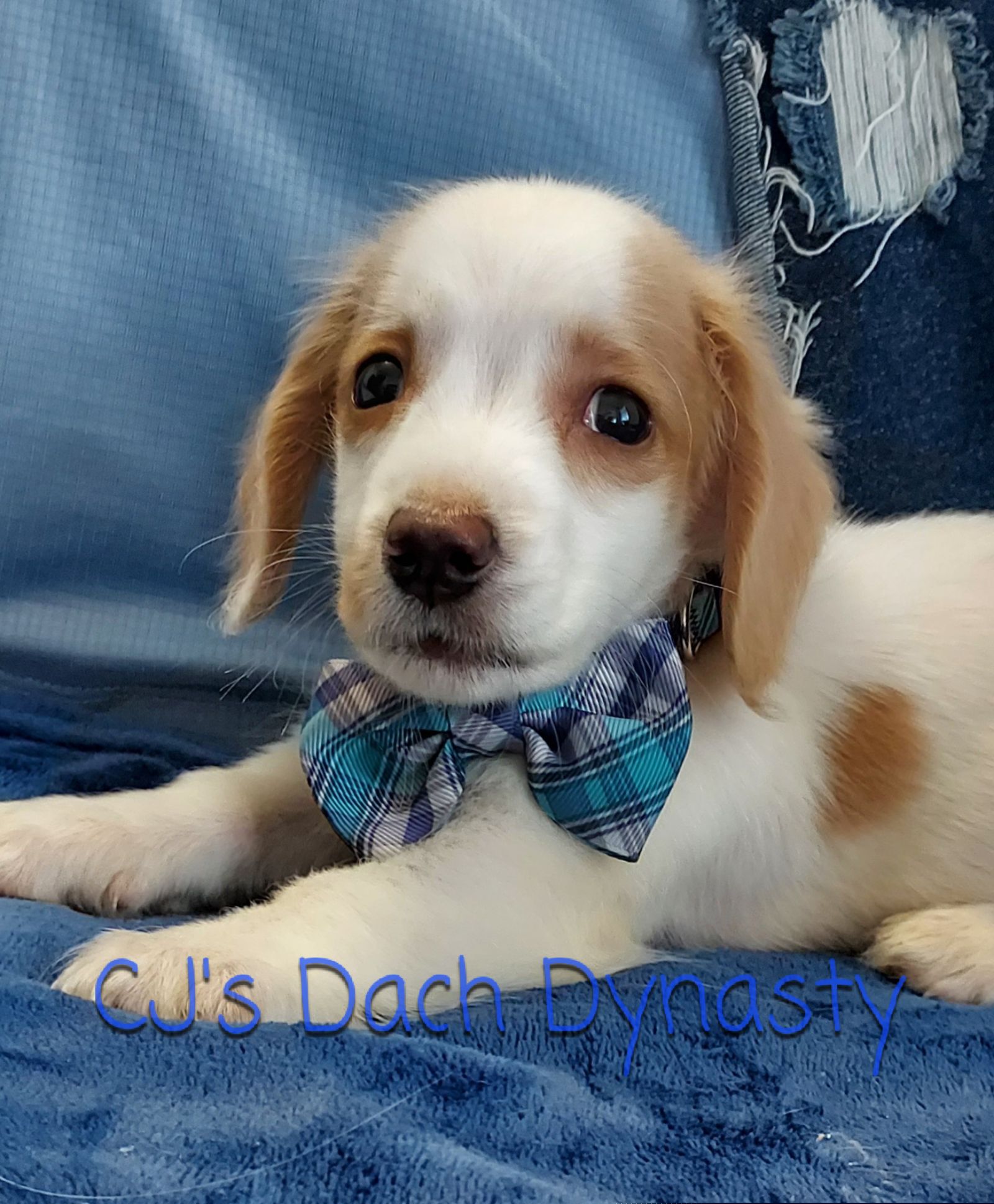 Little Brother 2000 - Cream male Dachshund puppy in Gatesville, Texas from CJ's Dach Dynasty