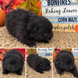 AKC Pink - Black and tan parti female Pomeranian puppy in Byron, Georgia from Tracys Pom Palace