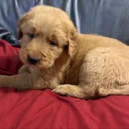 Blue boy - Golden male Golden Retriever puppy in Indianapolis, Indiana from ZuGolden Retrievers & Doodles