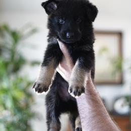 Jedi - Bi-color male German Shepherd puppy in Coarsegold, California from Yosemite Shepherds