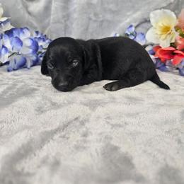 Rusty - Black male Dachshund puppy in Florence, Arizona from Doxie Town Az