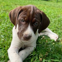 Queen Jane - Liver and white female German Shorthaired Pointer puppy in Hot Springs, Virginia from Thunder Mountain Gun Dogs