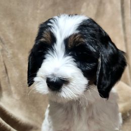 Bernedoodle Puppies from Prairie rose doodles