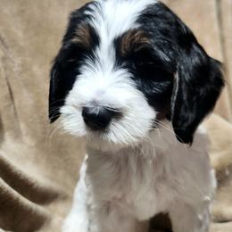 Bernedoodle Puppies from Prairie rose doodles