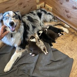 Australian Shepherd Puppies from Copper Sky Aussies of the Cental Coast