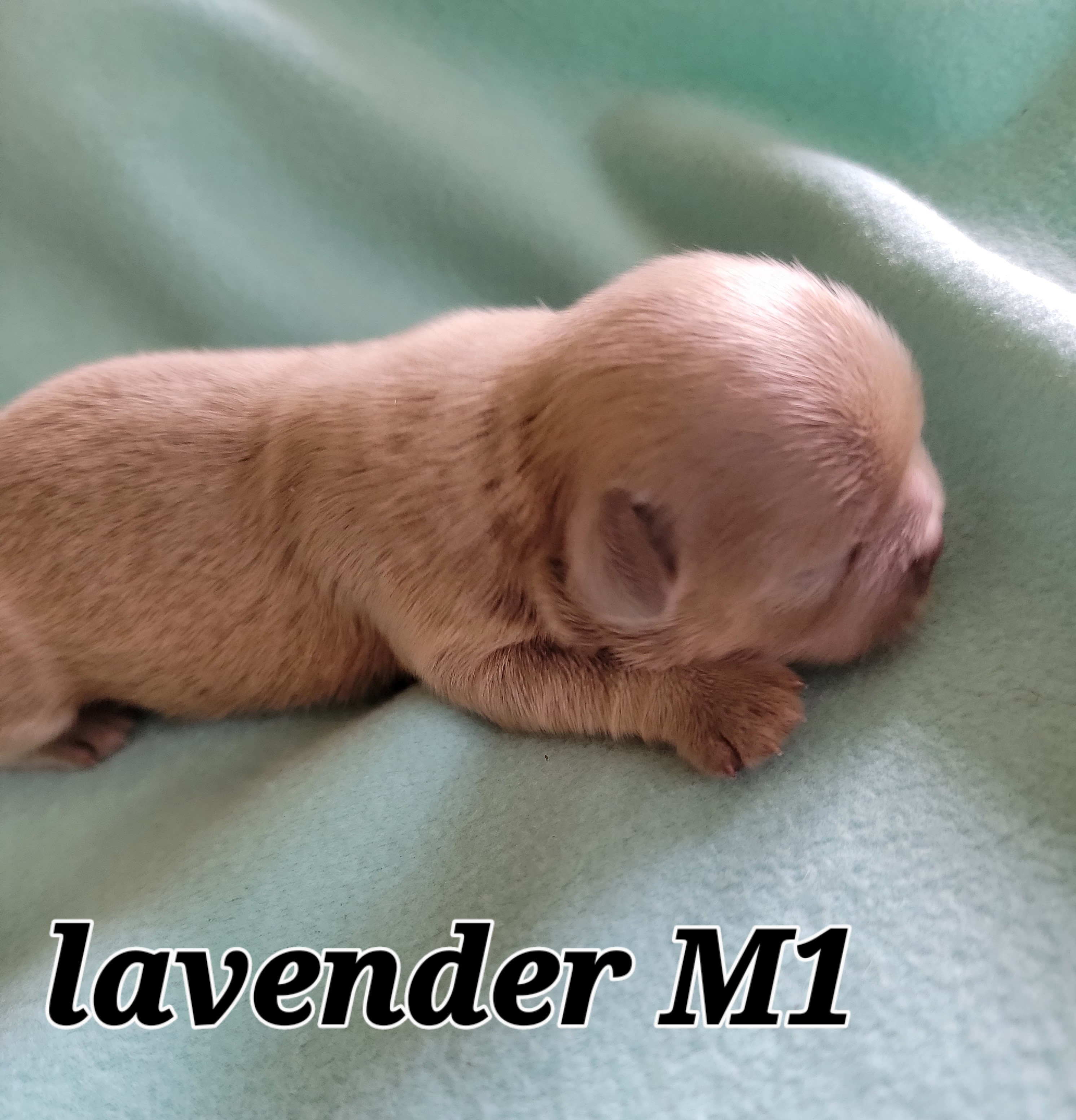 Shih Tzu Puppies from Shih Tzu Cottage