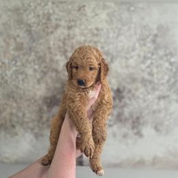Sandy - Yellow and white female Bernedoodle puppy in Mc Gaheysville, Virginia from Doting Doodles