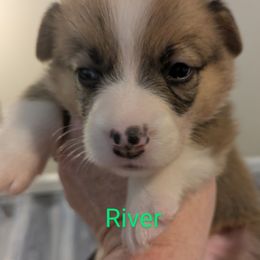 River - Red male Pembroke Welsh Corgi puppy in Berkeley Springs, West Virginia from Hummingbird Farm