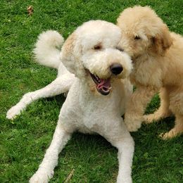 Double Doodle and Goldendoodle Puppies from Badgerland Goldendoodles