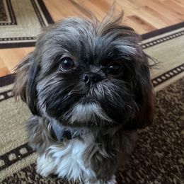 Ruby Grace - Shih Tzu
