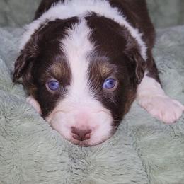 Valentino - Red tri male Miniature Australian Shepherd puppy in Sunbury, Pennsylvania from Elemental Mini Aussies