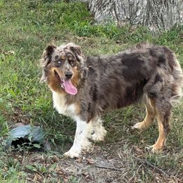 Kamie - Australian Shepherd