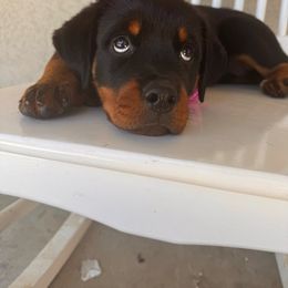 Girl 2 - Black and mahogany Rottweiler puppy in Yucaipa, California from Roush Rotts