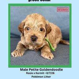 ALLIE - Cavapoo