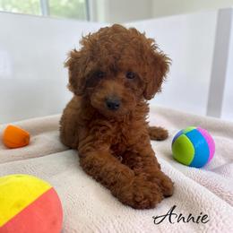 Annie - Red  female Poodle puppy in Miami, Florida from Maria's Pups