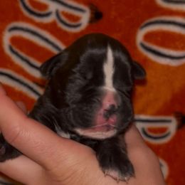Boy 4 - Brindle male Boxer puppy in Saugerties, New York from Nala’s Pride