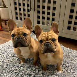 French Bulldog Puppies from Von Bales French Bulldogs