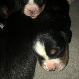 Bernese Mountain Dog Puppies from Humble Hearts Bernese