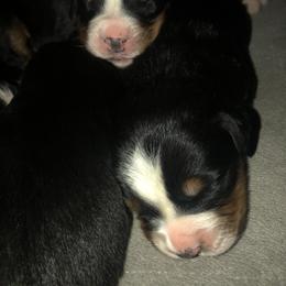 Bernese Mountain Dog Puppies from Humble Hearts Bernese