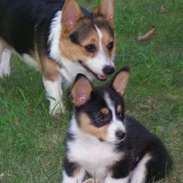 Pembroke Welsh Corgis and Poodles from Ivy League Poodles