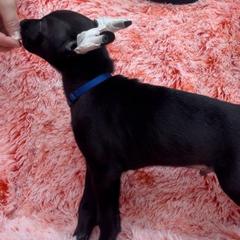 Mocheulo - Xoloitzcuintli puppy from Sirius Xolos
