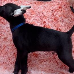 Mocheulo - Xoloitzcuintli puppy from Sirius Xolos