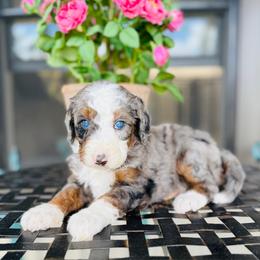Esther - Blue merle female Bernedoodle puppy in Bowling Green, Ohio from FDF Pyredoodles & Bernedoodles