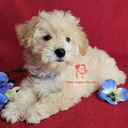 Boy 2 - male Miniature Schnauzer puppy in Fairhope, Alabama from Puppy Sugars Kennels