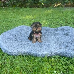 Star - Black and tan female Yorkshire Terrier puppy in Bonita Springs, Florida from 🤎 Dreaming Puppies 🐶