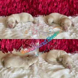 Dachshund Puppies from Dachshund Universe