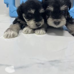 Miniature Schnauzer Puppies from Miniature Schnauzer Paradise llc