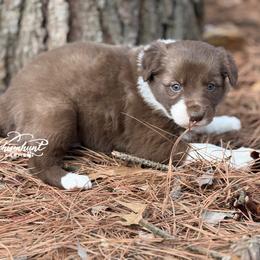 Red Boy 1,200 - Red male Border Collie puppy in Nashville, Arkansas from Whisenhunt Farms
