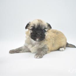 Kringle- AKC - Black sabled fawn male Chihuahua puppy in Bulls Gap, Tennessee from Smokey Mountain Chihuahuas