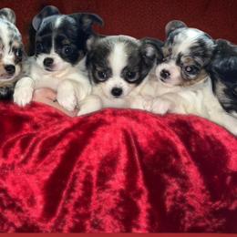 Chihuahua Puppies from Dog Bones N Harmony