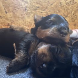 Yorkshire Terrier Puppies from Cutest AKC AZ Yorkies