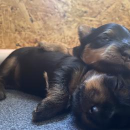 Yorkshire Terrier Puppies from Cutest AKC AZ Yorkies