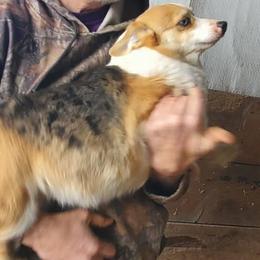 Leeloo - Blue female Pembroke Welsh Corgi puppy in Hillsdale, Michigan from Prairie Fen Farm