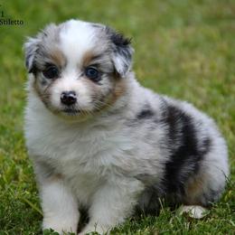 Australian Shepherds, Mastiffs, and Miniature American Shepherds from Ashber Farm