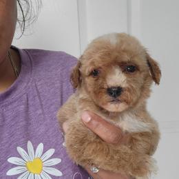 Maisy - Apricot female Goldendoodle puppy in Milwaukwe, Wisconsin from Wisconsin Doodles