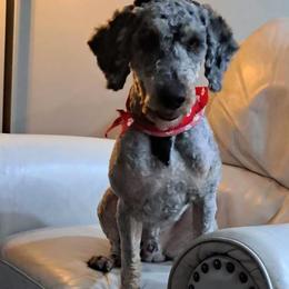 Lincoln - Blue merle male Bernedoodle puppy in Lafayette, Alabama from Williams Lake Kennels