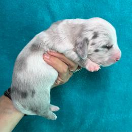 Rhett - Dapple male Dachshund puppy in Lincoln, Arkansas from Red Dirt Dachshunds