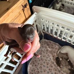 Neptune - Chocolate and white male Chihuahua puppy in Dime Box, Texas from Color Me Crazy Chihuahuas