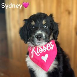 Sydney - Black tri-color female Aussiedoodle puppy in Lancaster, Minnesota from Finney Ranch